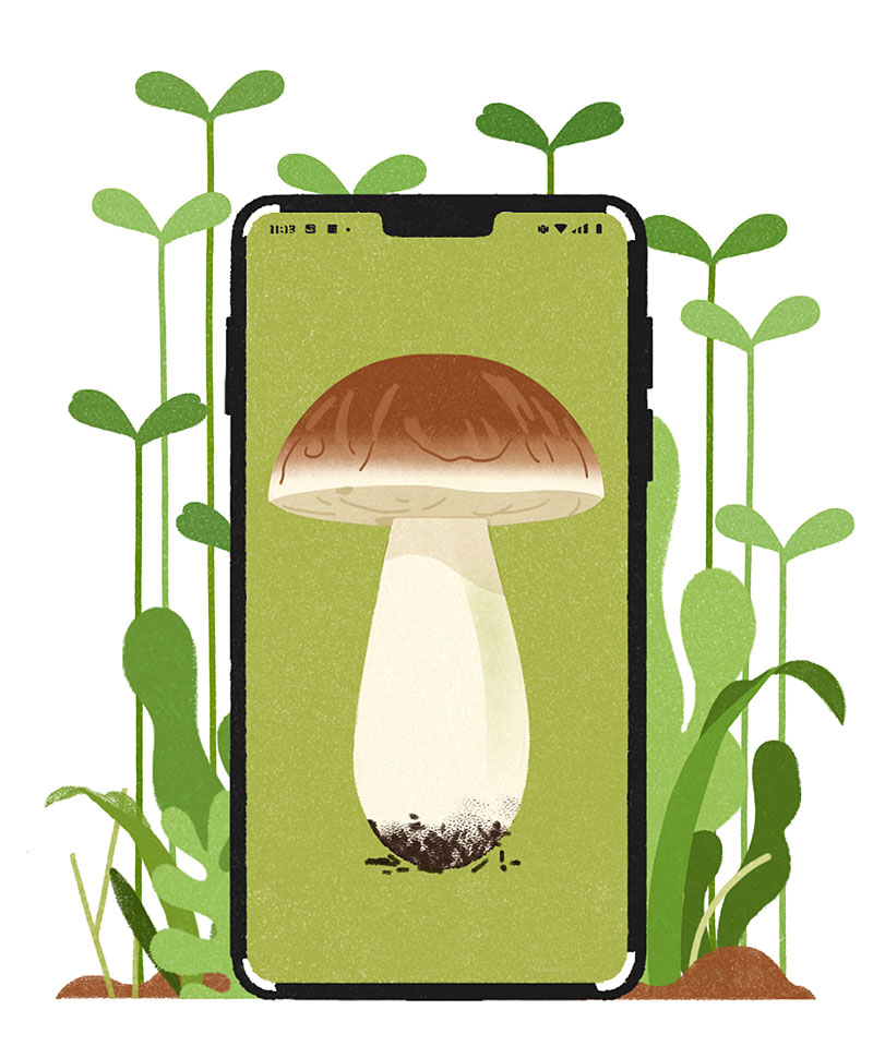 Illustration of a phone with a picture of a mushroom on its screen
